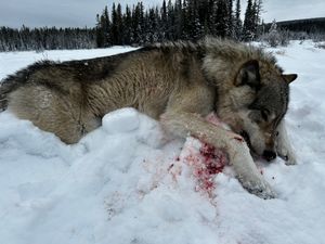 Wolf Hunts in Canada